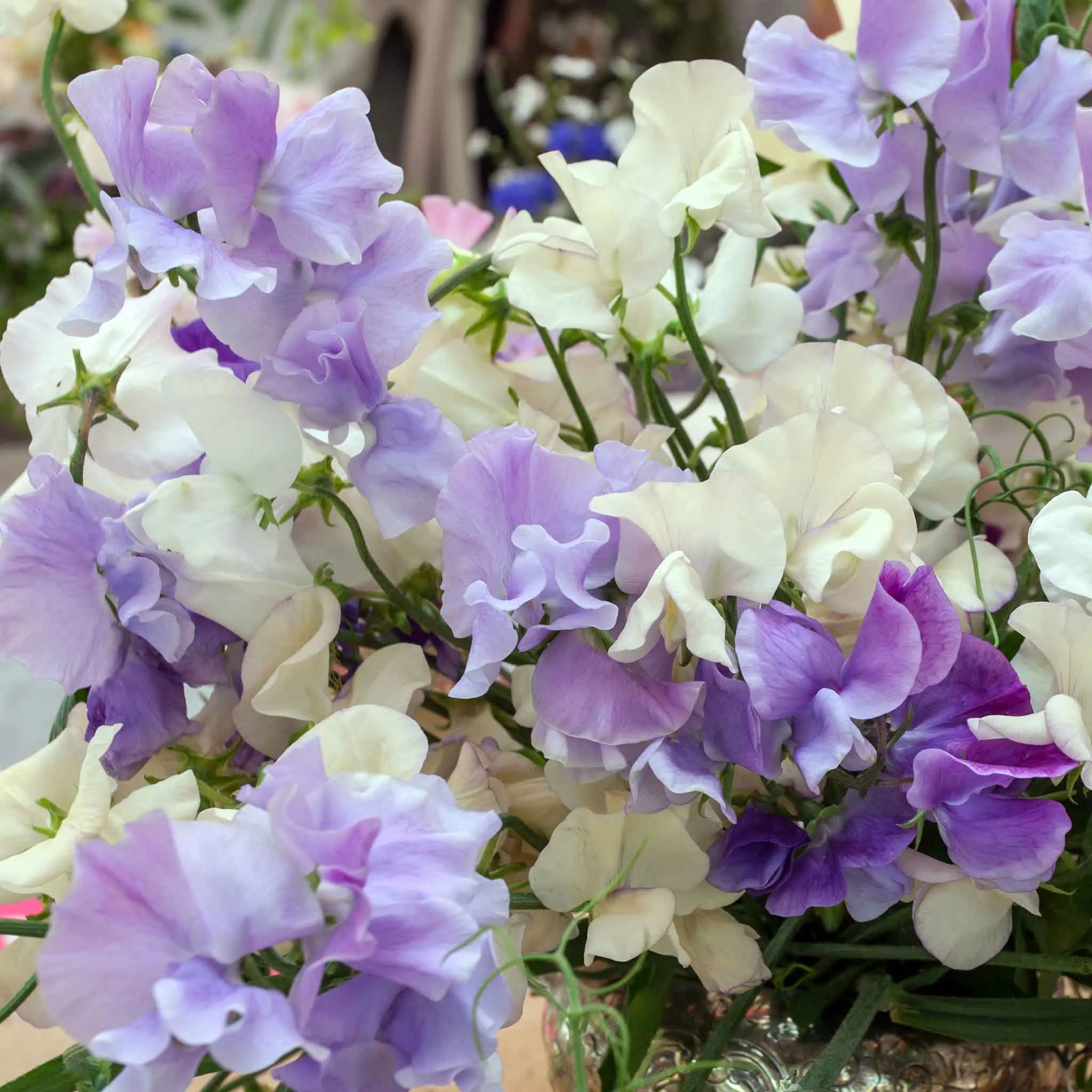 Sweet Pea Seeds - Blue Mix