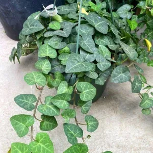 Sweetheart Ivy Plants