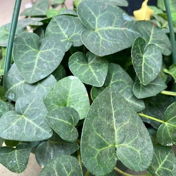 Sweetheart Ivy Plants
