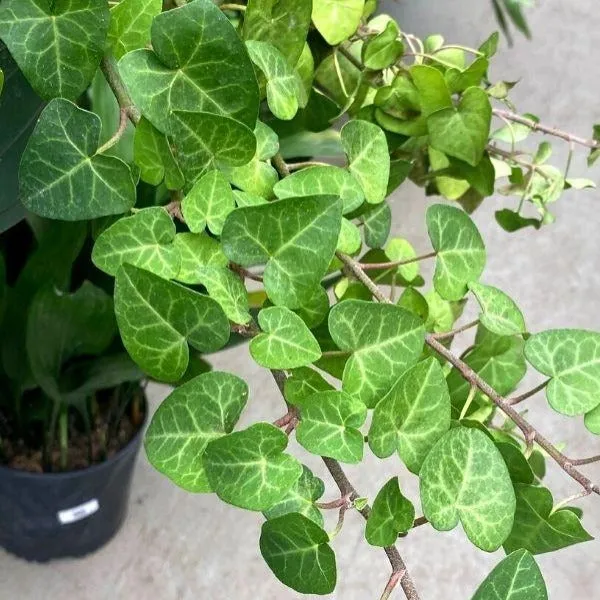 Sweetheart Ivy Plants