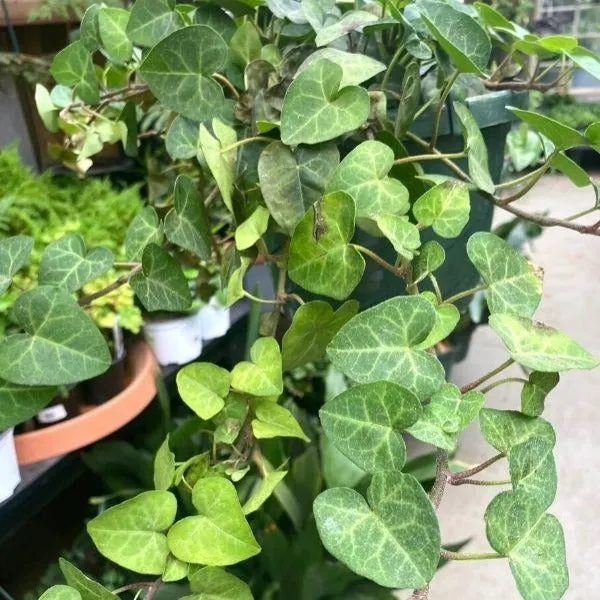 Sweetheart Ivy Plants