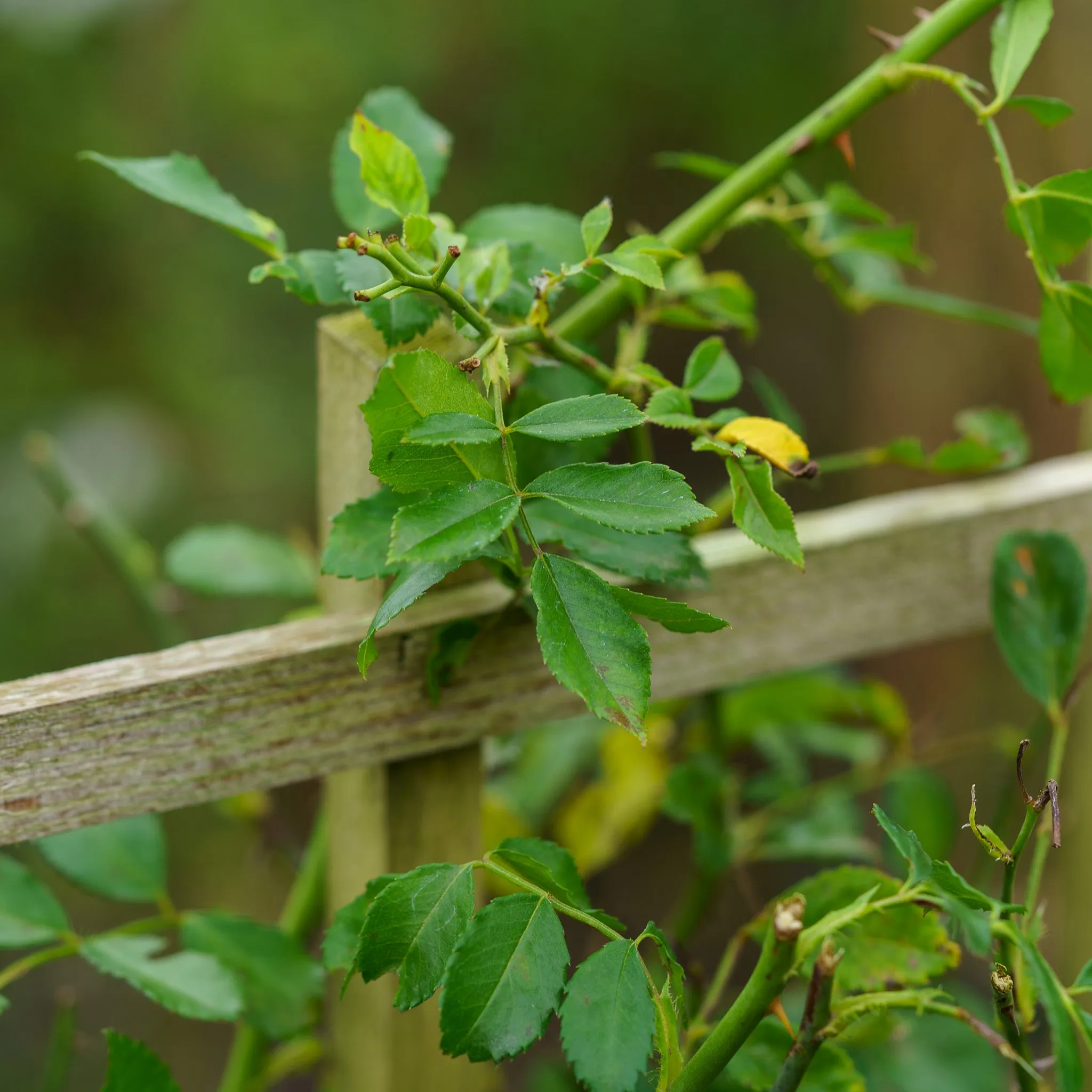 Winner's Circle Climbing Rose