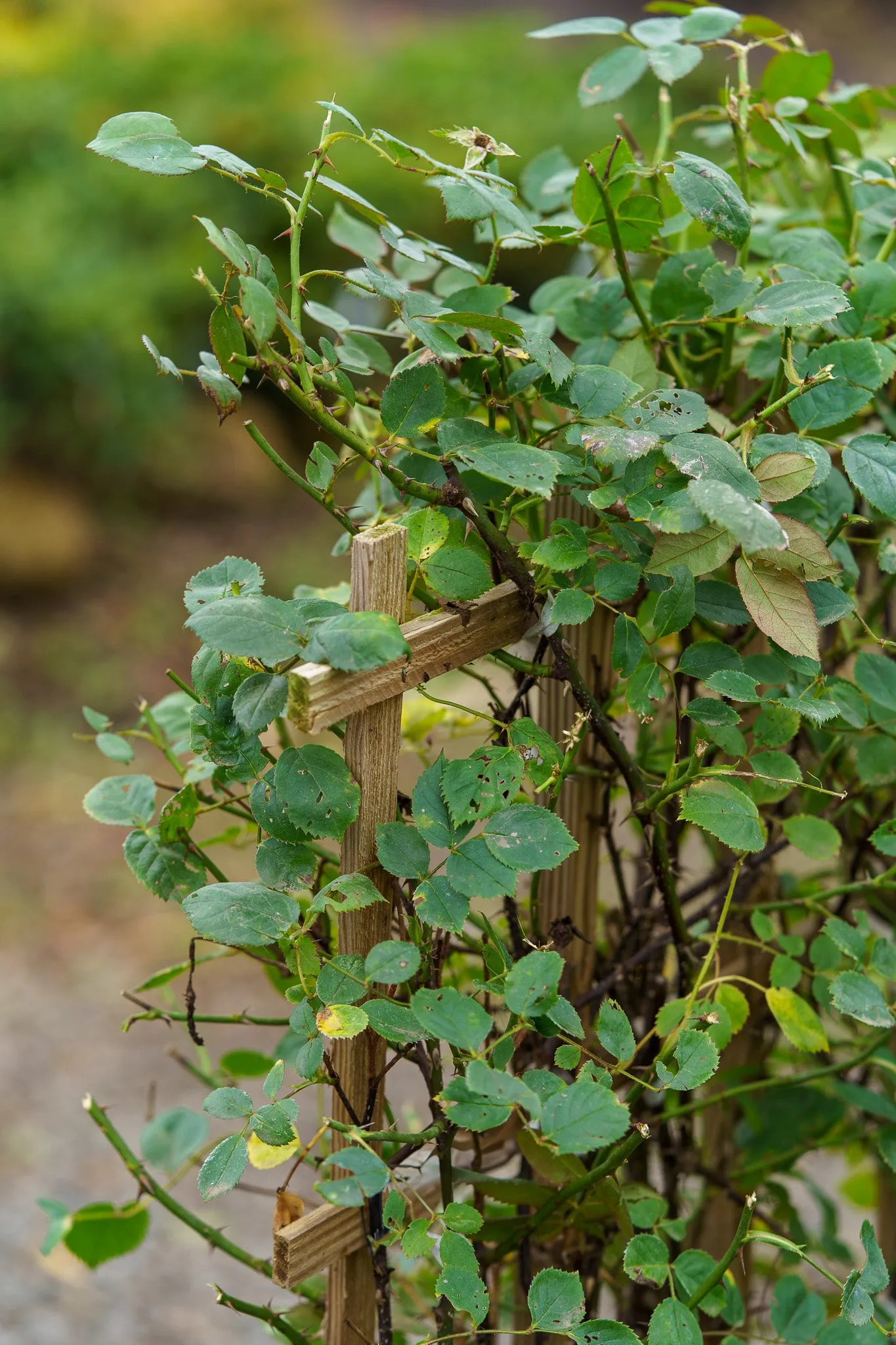 Winner's Circle Climbing Rose