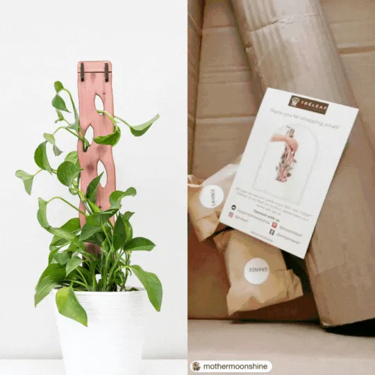 Wooden Extendable Plant Support & Trellis - Zella